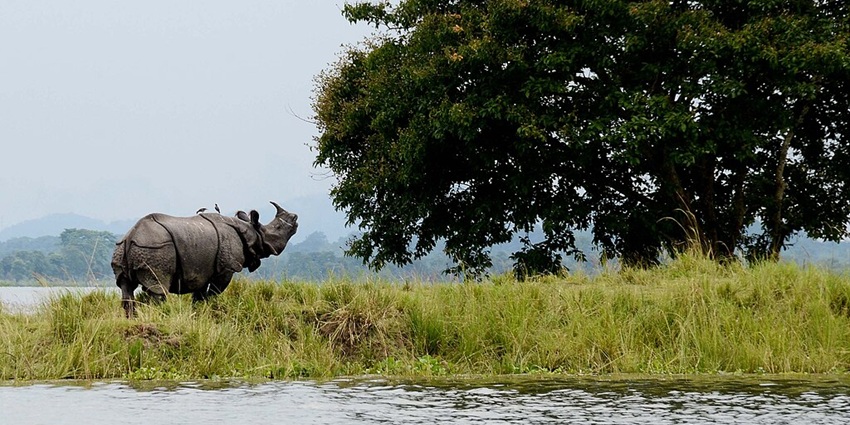 Meet the wild at Kaziranga, home of the majestic one-horned rhino