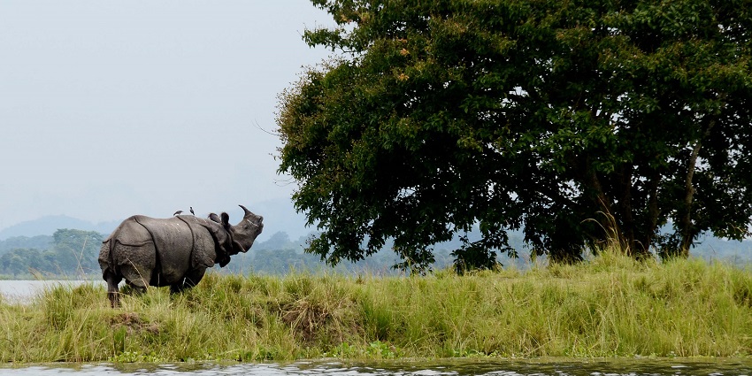 Image of rhinoceros in Kaziranga National Park alongside a serene lake