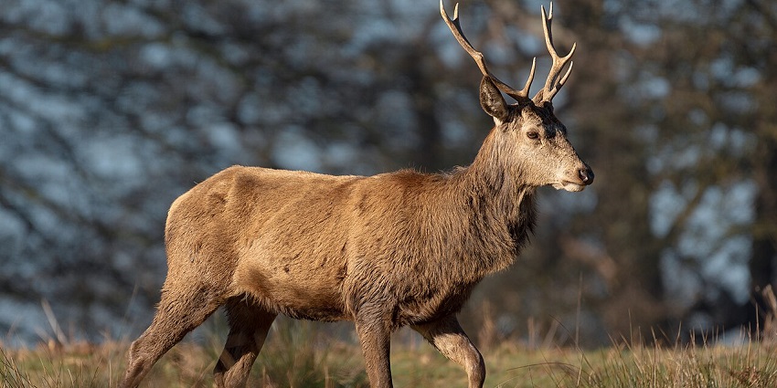 A majestic red deer stands alert in an open grassy field at Kemang Pratama Deer Park, surrounded by trees and soft winter light, one of the best places to visit in Bekasi.