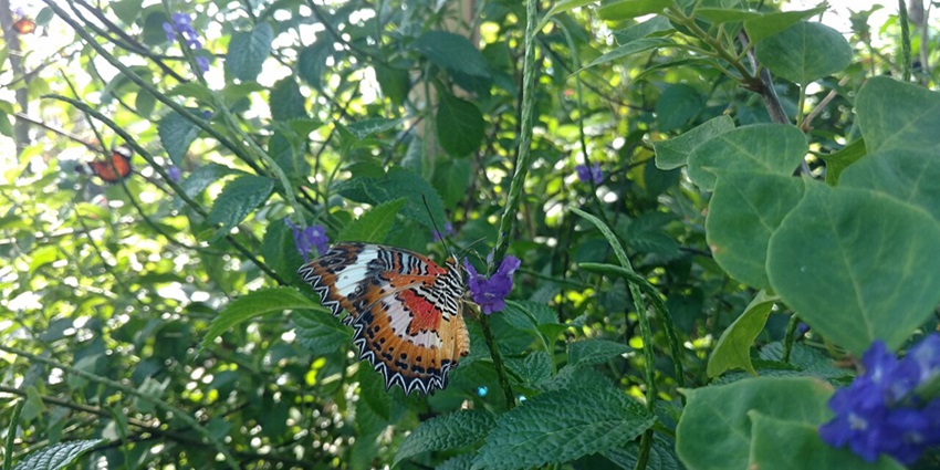 Kemenuh Butterfly Park's lush, well-maintained garden serves as a thriving habitat for diverse butterfly species.