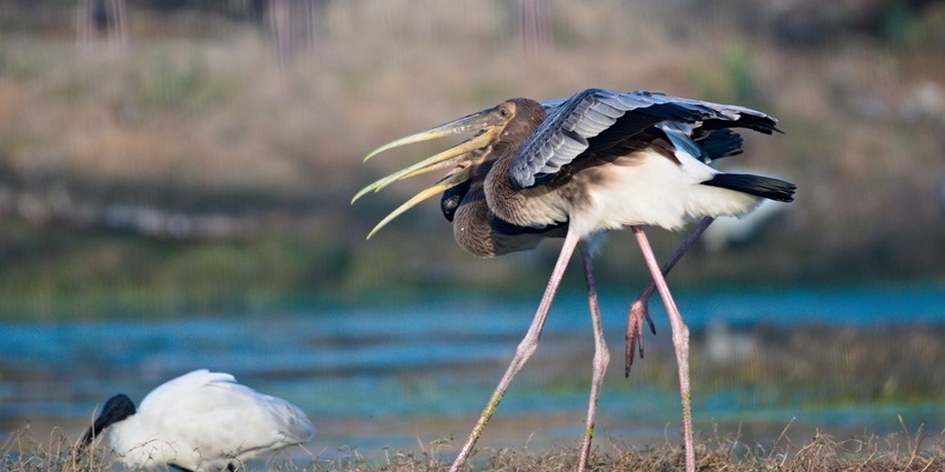 A UNESCO-listed bird wildlife sanctuary, home to migratory birds, wetlands, and diverse wildlife.