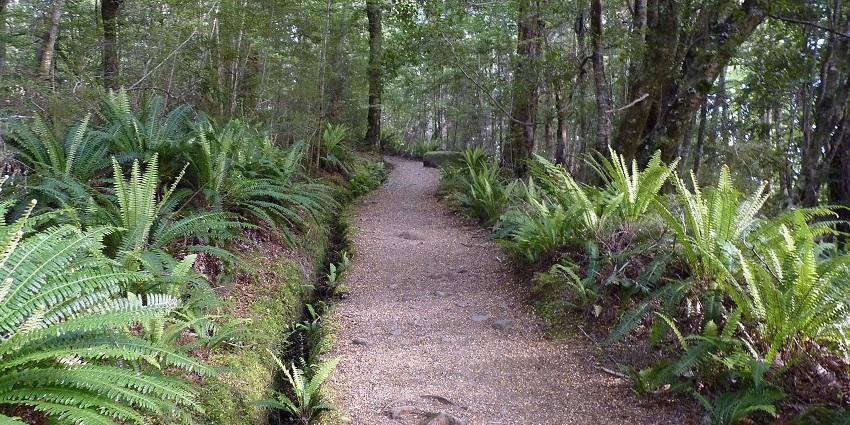An image of the Kepler Track within a serene forest path with green foliage and tall trees.