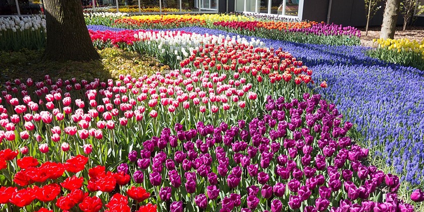 Keukenhof Gardens, with vibrant tulips in various colours forming a patterned flower field.