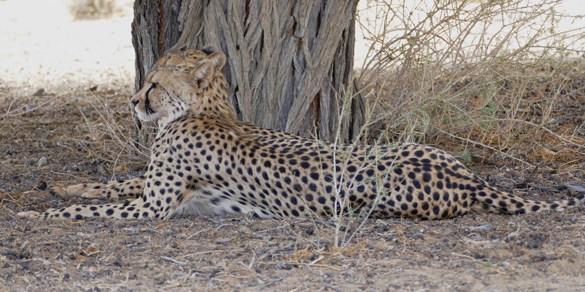 Enjoy one of the South Africa Jungle Safaris at the Kgalagadi Transfrontier Park.