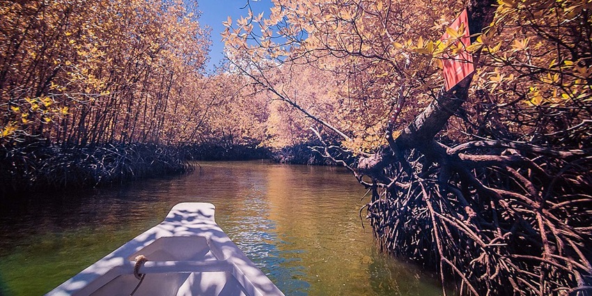 An amazing view of the Mangroove forest area in the park
