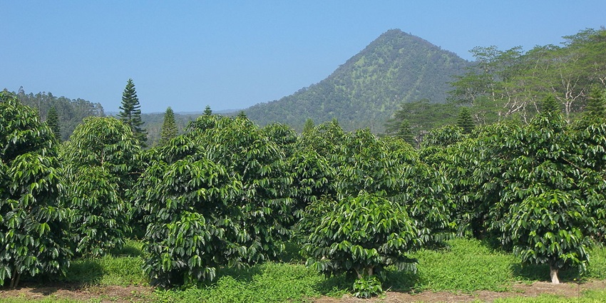Scenic view of the Kingdom Koffie, vast lush meadows and greenery.
