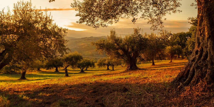 Serene view of the Kiriny Forest Reserve, adorned by sunset hues on the lush surroundings