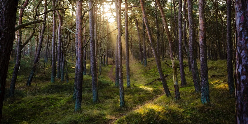 Inside the lush forests of Kirindy Mitea national park, on of the gems nearby for wildlife enthusiasts
