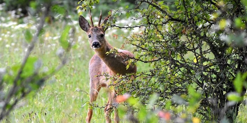 Image of a deer similar to the wildlife at Kishanpur Sanctuary near Dudhwa National Park