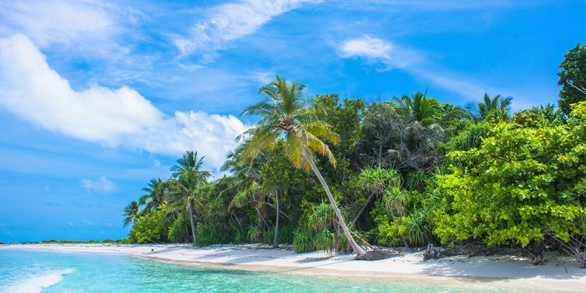 Image of a palm tree on Kitava island, a tourist attraction near Trobriand Islands.