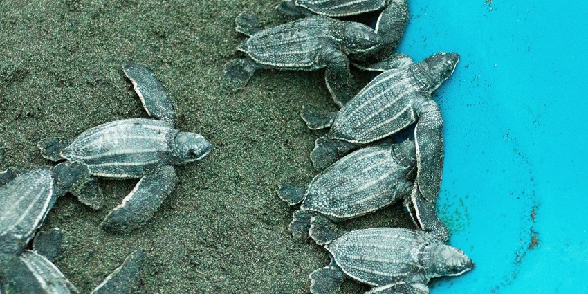 A glimpse of baby sea turtles at Koggala Hatchery before release into the ocean.