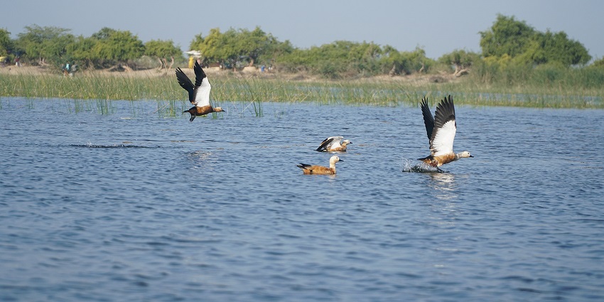A flock of Ruddy Shelducks, some of them flying at one of the lakes in Bikaner, Rajasthan.