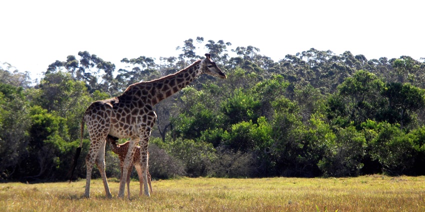 View of two giraffes in a grassy field, with natural scenery in the Kragga Kamma Game Park.