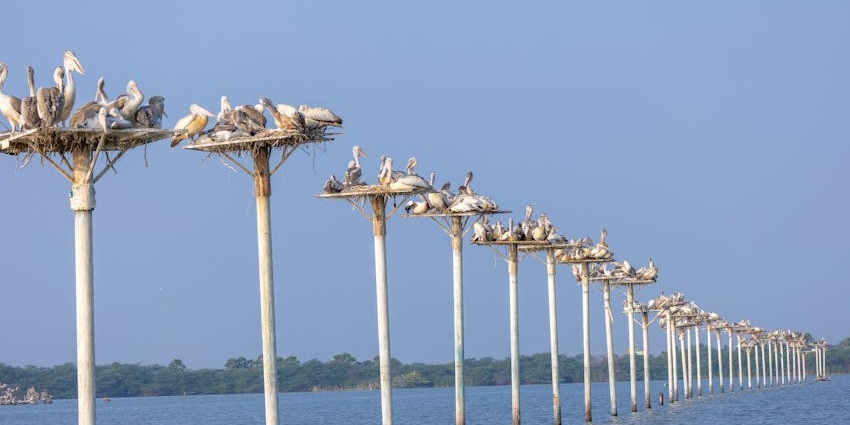 A picture of spot-billed pelicans nesting in a lagoon, resembling the scenic lakes.