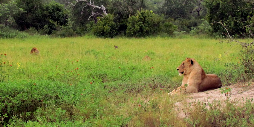 Kruger National Park & Sabi Sands is one of the Places to Visit in Africa in September to watch The majestic African Lions