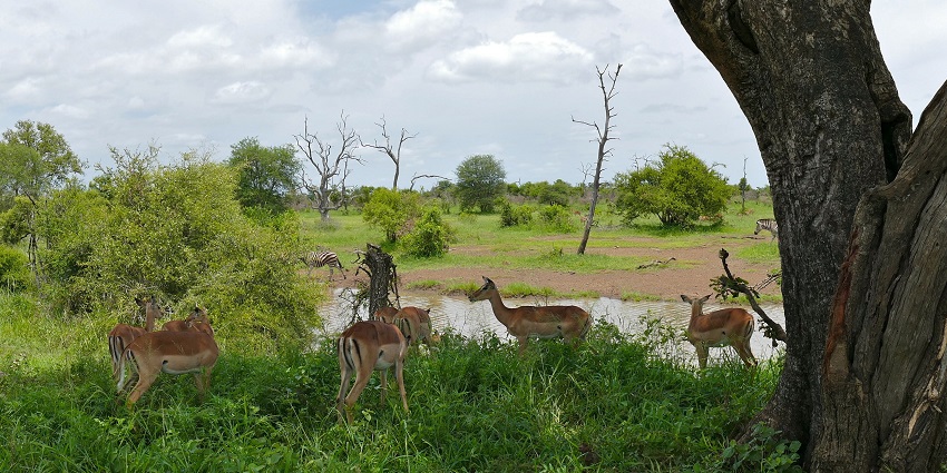An image of antelopes grazing near a water body and zebras in the background.