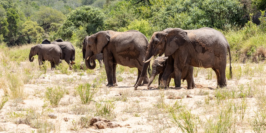 One of the best wildlife sanctuaries in the world, home to lions, elephants, and rhinos.