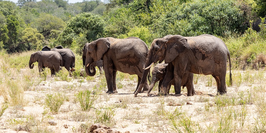 A majestic elephant strolls through the rugged savannah of Kruger National Park.