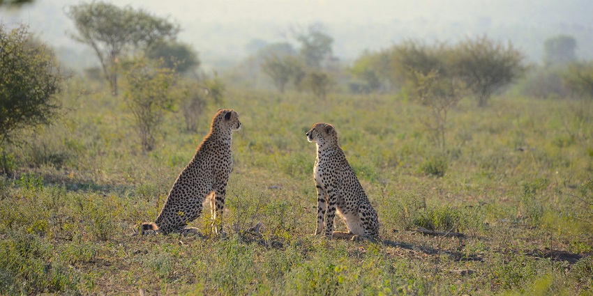 The Kruger National Park one of the best spots to experience African jungle safaris