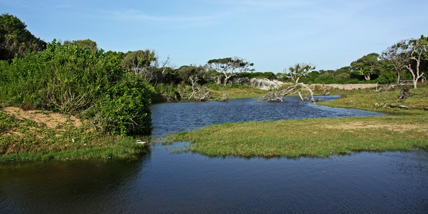 Scenic landscape of Kumana National Park with lush greenery and tranquil natural surroundings.