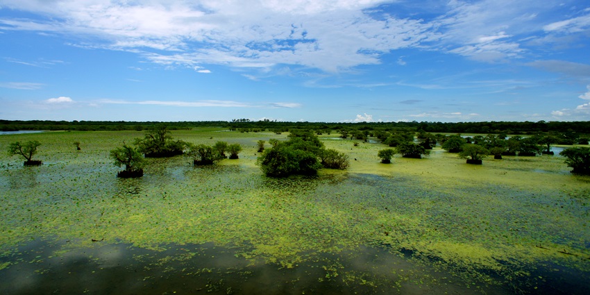 Discover untouched natural beauty, at the Kumana Villu, making it a perfect nature escape.
