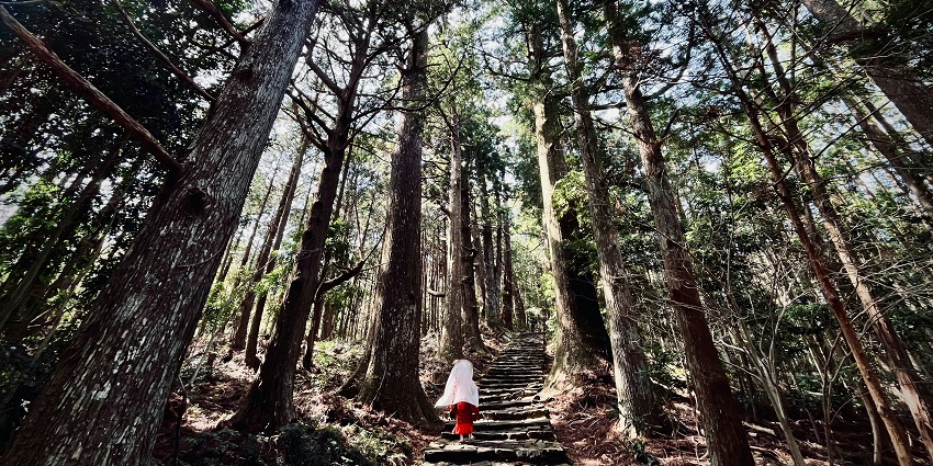 Kumano Kodo forest view: misty meadows surround the place in serene monsoon stillness.