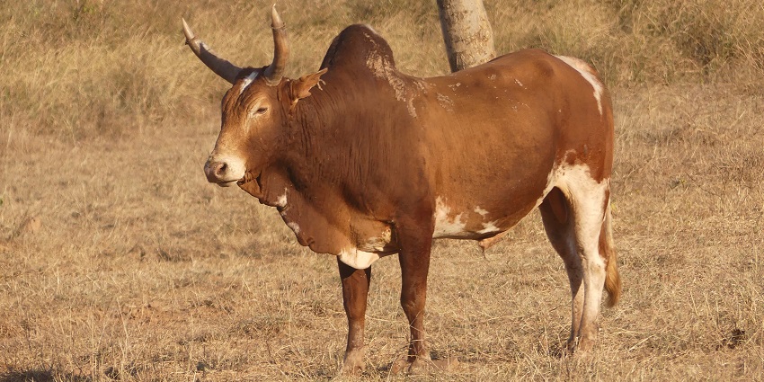 An image of a brown cow with white patches and large horns standing in a dry grassy field in the Kuno National Park