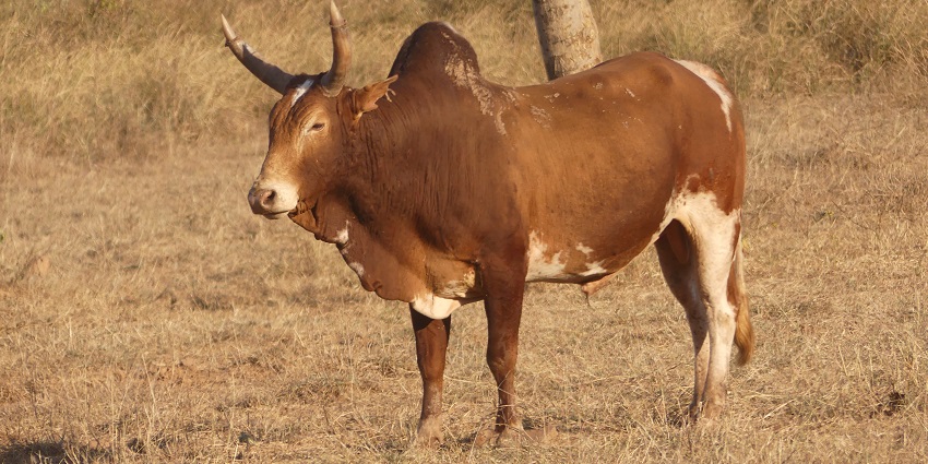 An image of a well-fed bull in Kuno, one of the top wildlife sanctuaries near Indore.