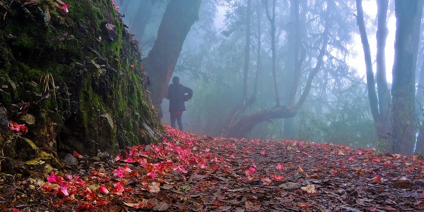 Sanctuary in Sikkim with misty weather and flowers on the ground surrounded by greenery.
