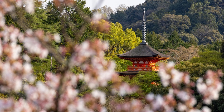Sakura trees near Daikaku Temple in Kyoto make it a top place to visit in Asia in March