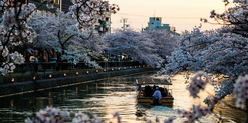 Kyoto’s cherry blossoms make it one of the dreamiest places to visit on Valentine's Day!