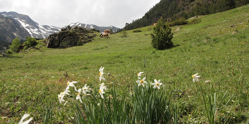 Snowy mountains are standing behind while flowers and grazing animals are appearing ahead.