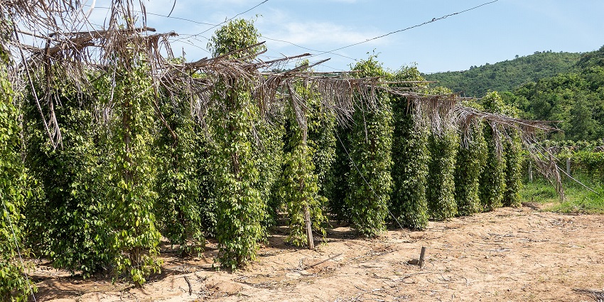 La Plantation Pepper Farm in Kampot Province, known for its traditional pepper cultivation