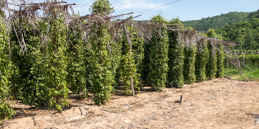 An image showing La Plantation Pepper Farm, one of the famous places to visit in Kampot.