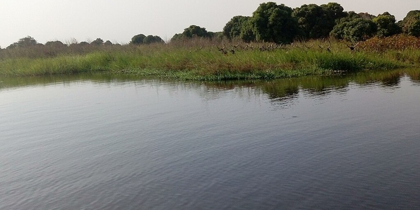View of the shrinking waters of Lake Chad bordered by vegetation and wildlife