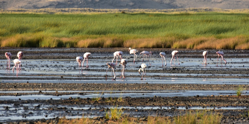 An image of lesser flamingos flocking to Lake Natron’s reddish waters