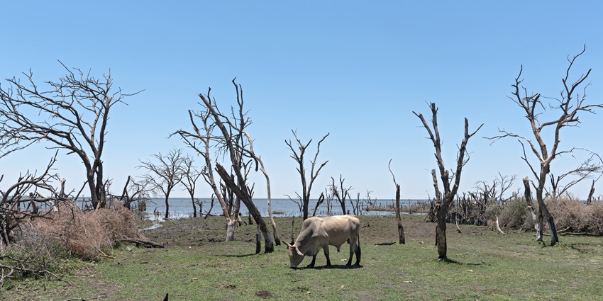 Lake Ngami with a large water body, a cow grazing near the dry trees in the green land