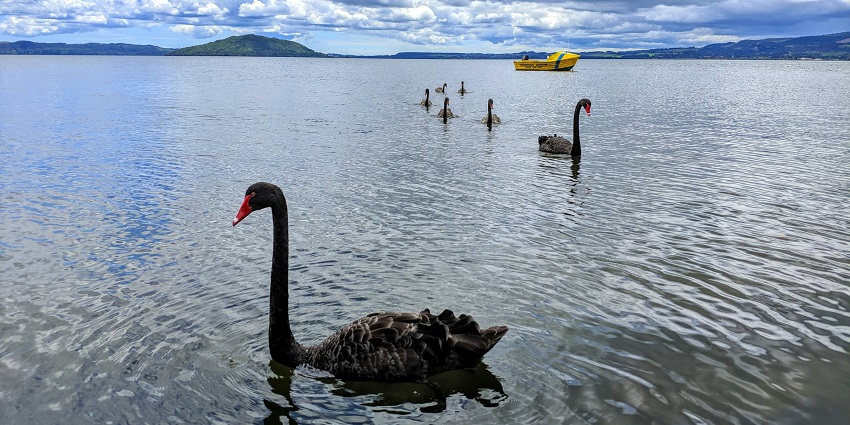 A serene view of Lake Rotorua, with a wooden pier extending over the calm waters.