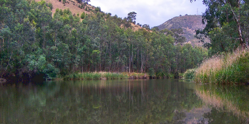 An image of Torrens Lake, a lake in Australia, at dusk with calm waters and a scenic natural backdrop.