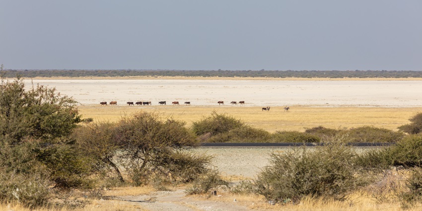 Lake Dow with a small and still water body surrounded by greenery and animals grazing