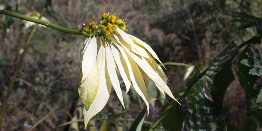 The garden near Davis Fall offers a peaceful retreat with lush greenery views.