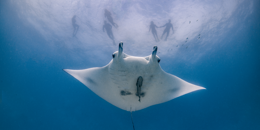 A world-renowned diving site where manta rays gracefully glide through the crystal-clear waters.