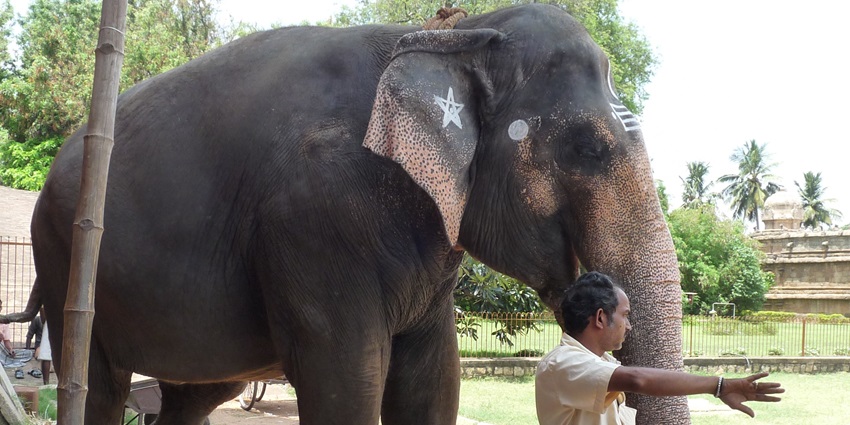 Elephant and its caretaker seen at the Elephant Sanctuary Phuket, known for its efforts.