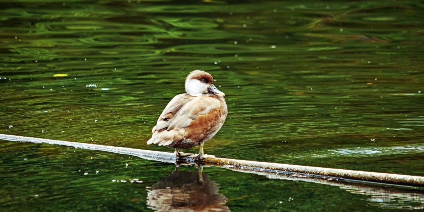 A representative picture of a serene duck resting by a tranquil pond, resembling the peaceful lakes.