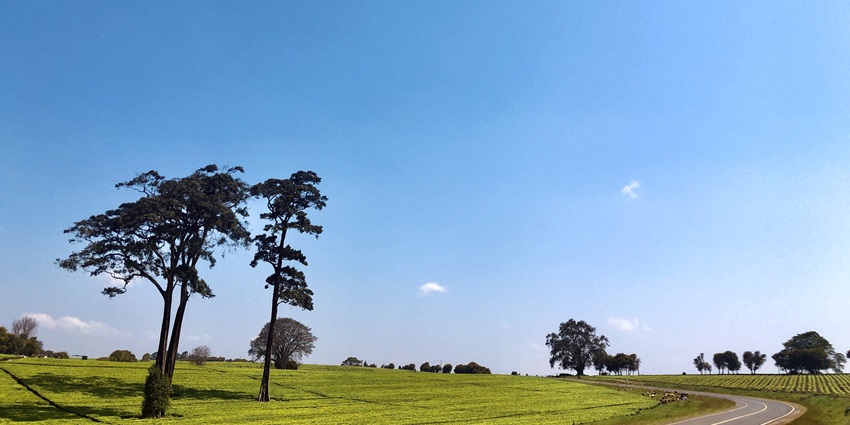 The scenic Limuru Tea Plantations with rolling green fields near Karura Forest, Kenya