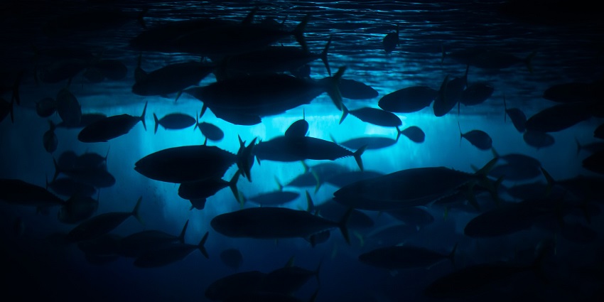 Fish swimming in a large tank in an aquarium attract visitors reaching the popular museum