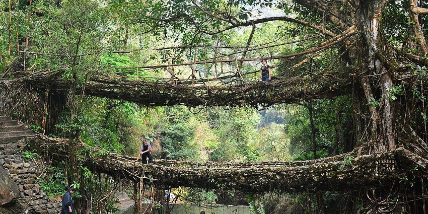 An image of the Double Decker Living Root Bridge, a unique handmade structure in Meghalaya