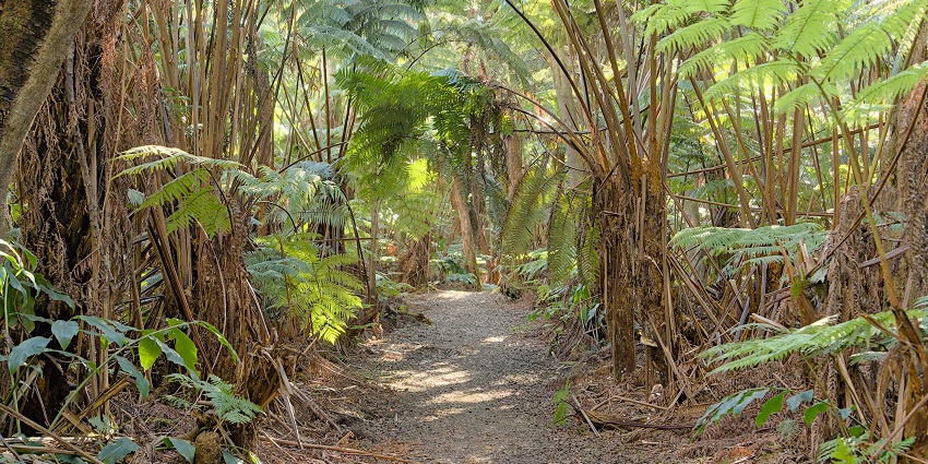 View of the Crater Rim Trail in Hawaiʻi Volcanoes National Park with green landscapes