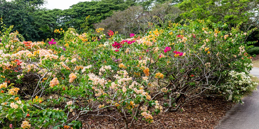 Flowers and natural scenery in the Singapore Botanic Gardens.