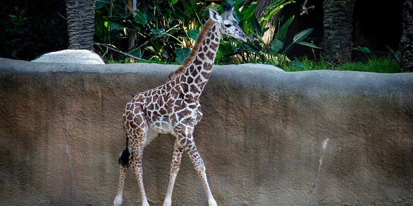 Umm Al Quwain Zoo, a popular wildlife attraction in the UAE, offers a unique experience with diverse animal species
